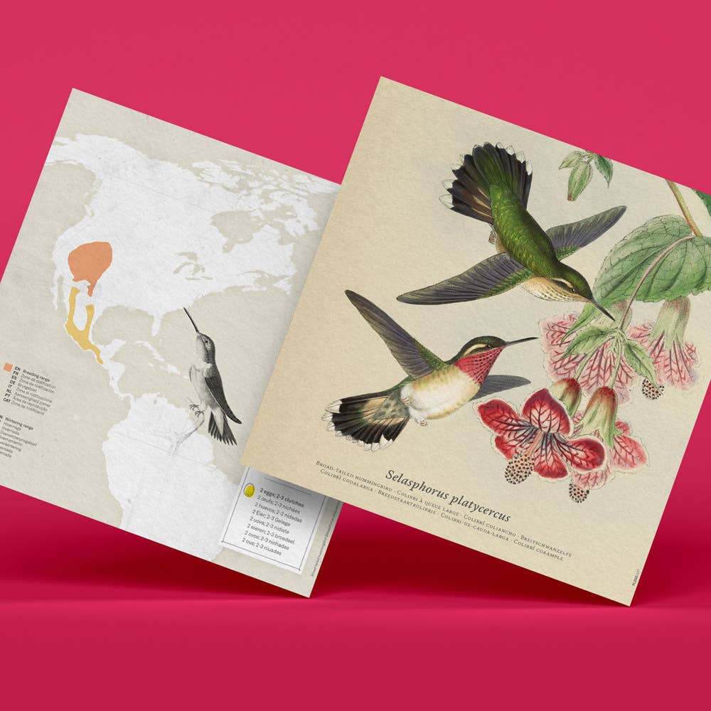 Mappe und Papierteile des 3D-Papierbastel-Sets Selasphorus Platycercus
