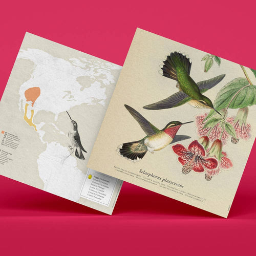 Mappe und Papierteile des 3D-Papierbastel-Sets Selasphorus Platycercus