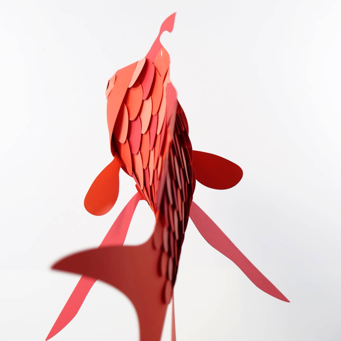Anthias anthias – 3D-Papierfigur Fisch
